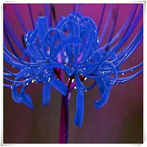 Lycoris radiata bulbi/miste/Radici selezionate di hosta/resistenti al freddo e alla siccità/adatte per la decorazione di giardini e balconi【NVNJHJN】-5 bulbi-C