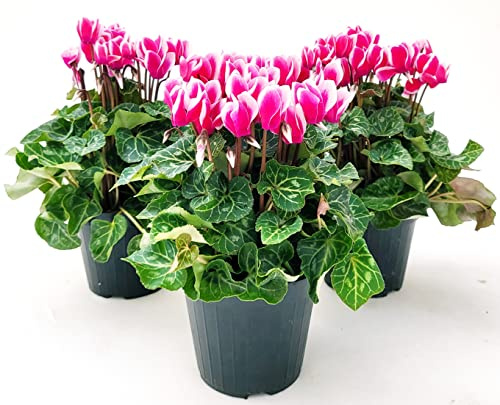 POWERS TO FLOWERS - CICLAMINO SUPERSERIE BICOLORE, FIORITURA EXTRA, 3 PIANTE, VASO 12CM, piante vere