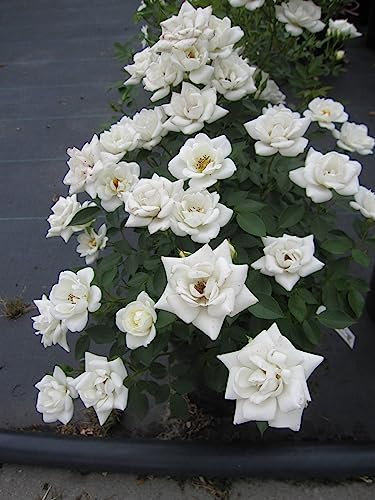 Rosa Kent syn. White Cover® / Sparkling White - Bodendeckerrose - Poulsen-Rose -
