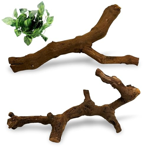 VCEPJH Snake Climbing Branch, 2Pcs Reptile Wood Natural Cork Log Tank Accessories Tree Trunk for Chameleon Bearded Dragon Gecko Snake Frog Spider(11.8 inches)