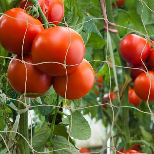 QWORK® Rete rampicante juta, 1x5 m rete di supporto piante con 10m corda, per cetrioli, pomodori e piante rampicanti