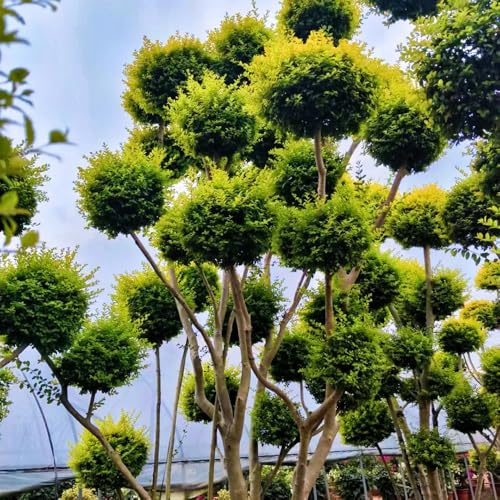 semi di ligustro, vecchie varietà giardino, resistenti decorative perenni 90pcs