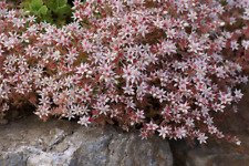 Sedum Hispanicum (500 Stück) Spagnolo Fetthenne, resistent gegen Kälte, bei der Arbeit