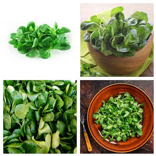 Semi di Valeriana d'Olanda, Valeriana Locusta, Erba Rilassante e insalate Nutrienti, Confezione 400 Semi per Orto