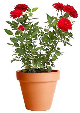 Rosal Mini Rojo con Maceta de Cerámica Planta Natural con Flor Ideal para Regalar
