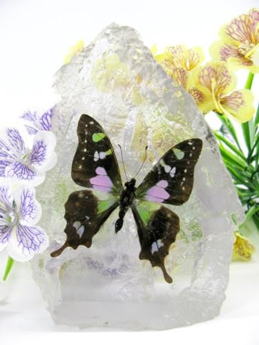 In Kunstharz gegossene Schmetterlinge, Insekten, Skorpione und mehr. Briefbeschwerer, Icemountain, nicht scharfkantig (Schmetterling 35)