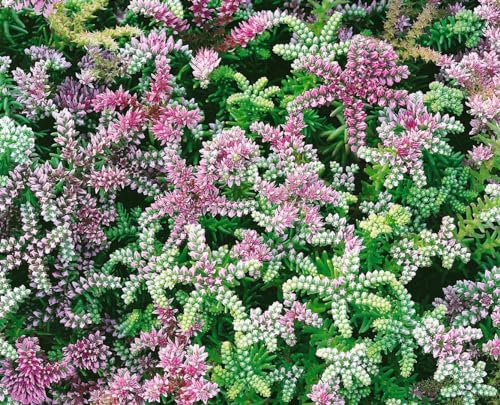 Sedum pulchellum 'Sea Star' ca. 9x9 cm Topf - Zierliche Fetthenne, rosa Blüten, Blütezeit Frühling, ideal für Steingärten, trockenheitsresistent, pflegeleicht