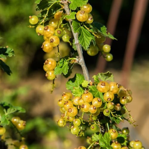 Semillas de grosella espinosa - grosella espinosa - grosella de interior, 200pcs