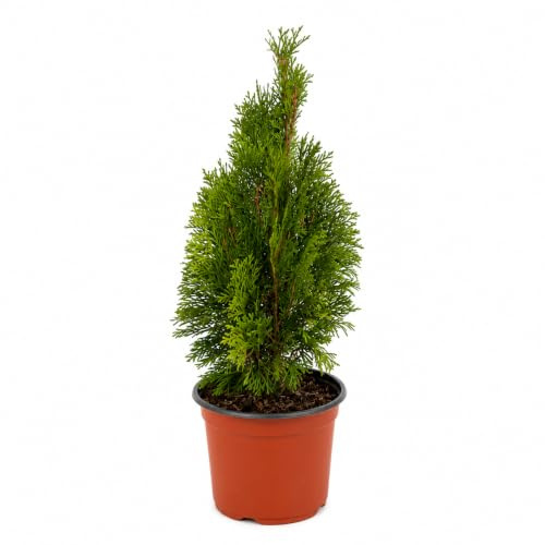Thuja Occidentalis Smaragd Sempreverde | Vaso Ø19 cm | Altezza 40-60 cm | Conifera Ornamentale per Siepi, Giardino, Terrazzo e Balcone | Pianta Resistente a Crescita Lenta