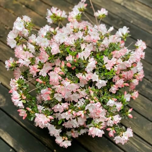 Semillas de rododendro, Las jardín son perennes resistentes. azalea resistentes, decoración la sala estar, 80pcs