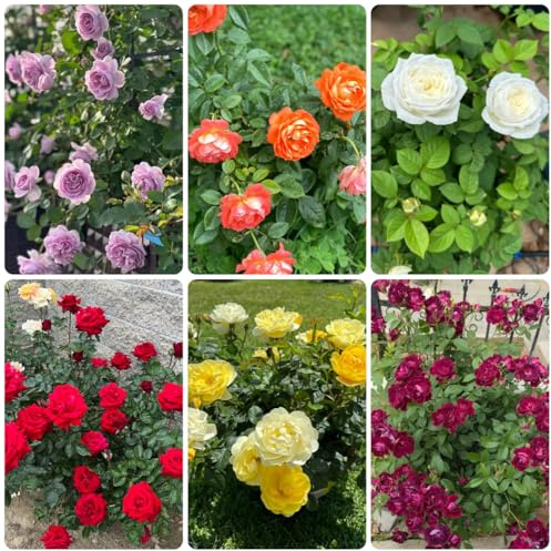 rosal de primavera, resistentes en macetas rosas trepadoras silvestres, macizo de exóticas pradera decorativas perenne ornamentales lugares soleados. 130semillas