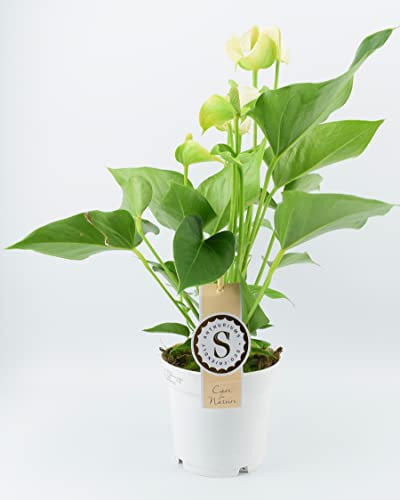 Anthurium White Heart Shape Flower House Plant – with A Standard 12cm Pot. A Beautiful Indoor Houseplant. Real Living, White Flowering, Easy to Care for. Perfect to Give As A Gift Or Present