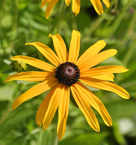 Gewöhnliche Sonnenhut - Rudbeckia fulgida - lebende Gartenpflanze aus den Baumschulen