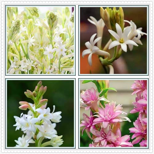 Bulbo di tuberosa a doppio petalo dal profumo intenso, da giardino, da balcone, da interno, resistente al freddo e al caldo-4bulbi-C