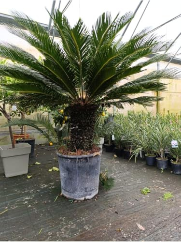 Cycas Cicas Revoluta palma nana in mastello diametro 55 cm, tronco 50 cm, altezza totale 110 cm, pianta ornamentale sempreverde da esterno e interno luminoso, ideale per giardino e terrazzo