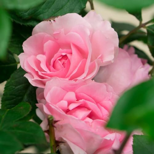 Rose Standards Collection - Miniature Climbing Rose in Pink - Compact, Floriferous, and Easy-to-Grow - 1x Bareroot by Thompson & Morgan