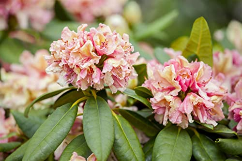 Rhododendron Hybride 'Brasilia' 30-40 cm – Immergrün, Winterhart, Mehrjährig – Alpenrose – Zierstrauch für Garten & Kübel