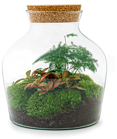 urbanjngl.com - Flaschengarten - Little Joe - Ökosystem mit Pflanzen im Glas - ↑ 21,5 cm Little Joe hedera - Do-It-Yourself Paket - DIY-Set - Pflanze im Glas - Komplettset Terrarium -
