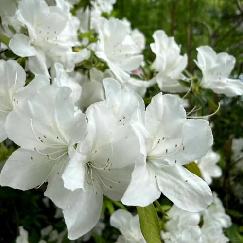 rhododendronsamen, exotische azalee winterhart mehrjährige 35pcs