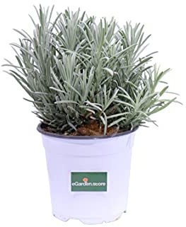 pianta di Lavanda pianta di Lavandula Angustifolia pianta da fiore in vaso pianta di lavanda resistente al freddo pianta vera venduta da eGarden.store (vaso 14)