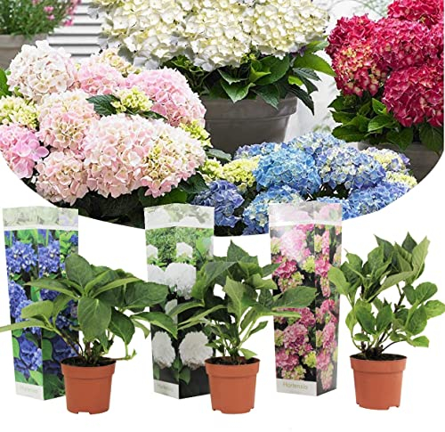 Plant in a Box - Ortensia hydrangea macrophylla - Mix di 3 - Miscela di ortensia - Vaso 9cm - Altezza 25-40cm