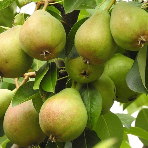 Plant Theory 1.5m Pear Onward Fruiting Outdoor Fruit Tree 12L Pot QA Rootstock