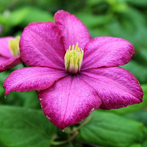 Plant Theory 60cm Cane Clematis Ville de Lyon Pink Flowering Vine Climbing Plant 3L Pot