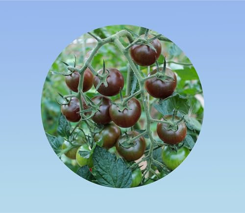 15 graines de tomate cerise noire -tomato solanum lycopersicum - black cherry