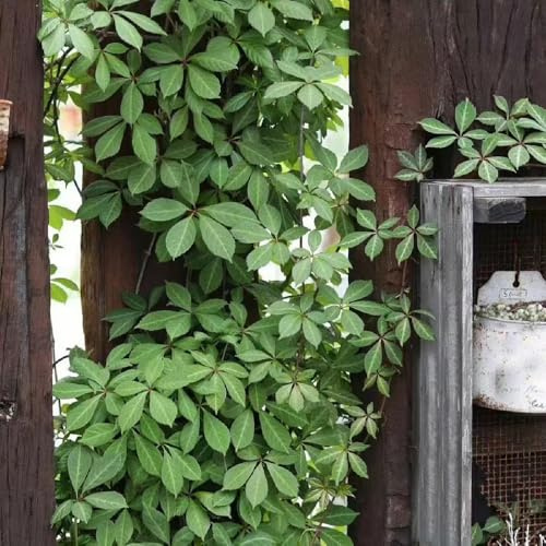 Wilder Wein hochbeete für garten kräutersamen grünpflanzen büropflanzen pflanztopf Parthenocissus tricuspidata dachbegrünung exotische zimmerpflanzen deko büro pflanzendeko 400samen