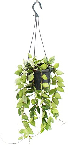 exotenherz Zimmerpflanze zum Hängen - Hoya krohniana Eskimo - Porzellanblume - Wachsblume - 14cm Ampel
