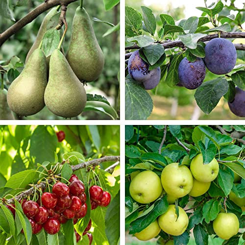 Suttons Potted Mini Fruit Tree Collection Ideal for Patios and Smaller Gardens Easy to Grow Apples, Pears, Cherry and Plum Dwarf Trees Heavy Cropping 9cm Pot
