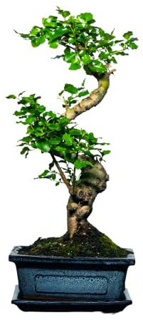 Bonsai Baum mit Keramik Blumentopf - Ligustrum, Ficus, Carmona, Podocarpus, Chinese elm - ca. 6-9 Jahre (15 cm Schale ca. 6 Jahre, Ligustrum P15 S)