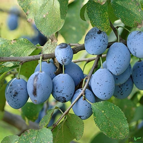 Terrassenobst Pflaume Hauszwetschge Kleinobst Balkonobst Pflaumenbaum 80-120 cm Lieferhöhe | selbstfruchtend