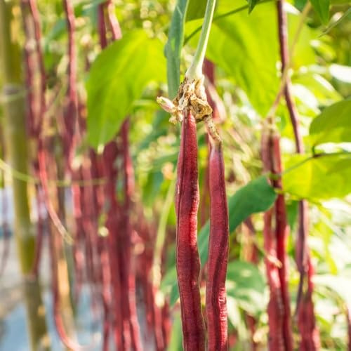 semillas de frijol de jardín, espárrago frijol verano variedades antiguas cama balcón 100pcs