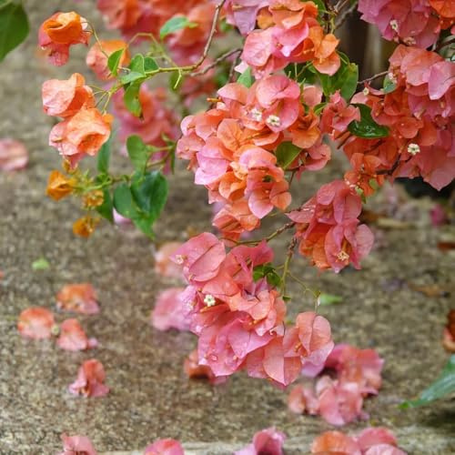 BougainvilleaSamen, exotische garten alte sorten kletterpflanzen steingartenpflanzen winterhart sommerblumen herbstblumen 550pcs