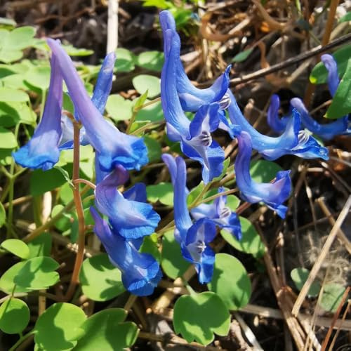 semi di delphinium - delphinium giardino, balcone rampicanti, giardino roccioso per l' di semi tappezzanti resistenti al 500semi