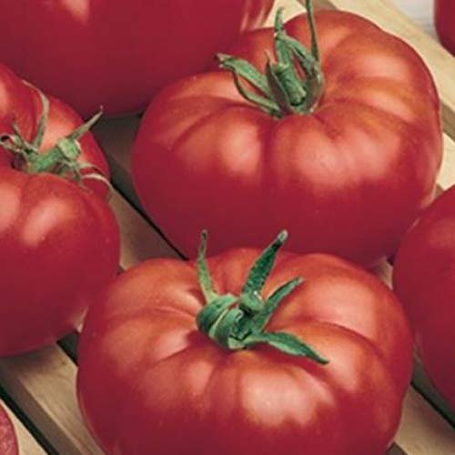 Tomate Beefsteak 25 x Samen aus Portugal 100% natürlich Aufzucht/Massenträger ideal für Suppen und Salat