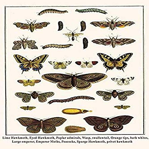 Lime Hawkmoth Eyed Hawkmoth Poplar admirals Wasp swallowtail Orange tips bath whites Large emperor Emperor Moths Peacocks Spurge Hawkmoth privet hawkmoth -- Sphingidae Mimas tiliae Smerinthus ocellatu
