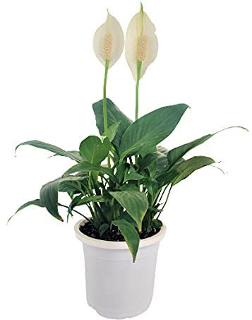 Espatifilo Planta Natural con Flor Blanca