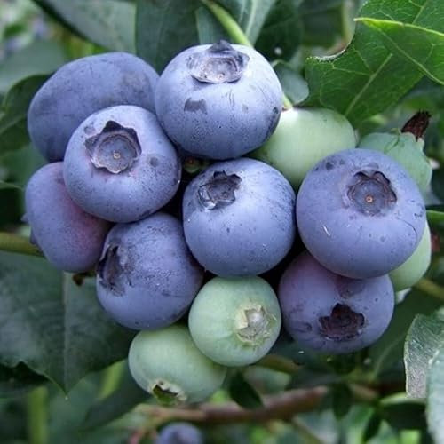 Plant Theory Blueberry Duke Early-Season Fruiting Fruit Bush Vaccinium 2L Pot