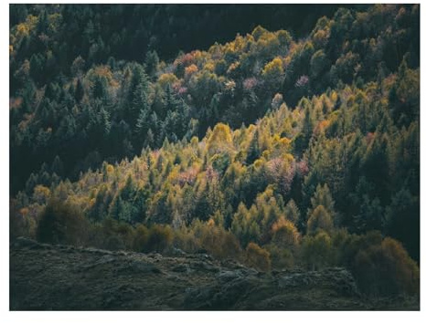 Puzzle 1500 Teile,Impossible Game-Wälder,Nadelbäume,Bäume 87x57cm
