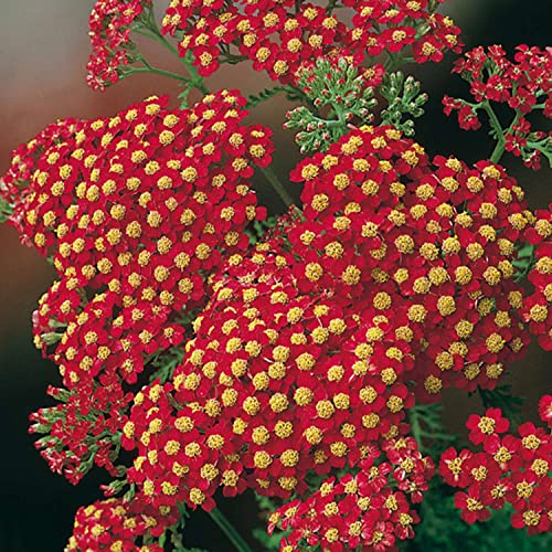 GARTEN SCHLÜTER® Schafgarbe 'Paprika' (Achillea millefolium) - 1 Pflanze