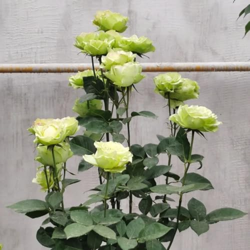 rosal - Decoración orgánica balcón rosales trepadores de jardín, enredaderas, decoración selvática de interior raras semillas tapizantes 220semillas