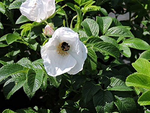 1 Stk. weiße Apfelrose, Hagebutte, Kartoffelrose 'Alba' - (Rosa rugosa 'Alba'), Containerware 40-60 cm