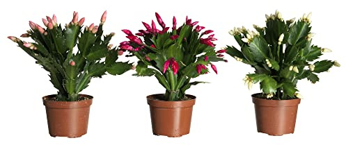 Trio de Cactus de Navidad DECOALIVE con Flores de Colores