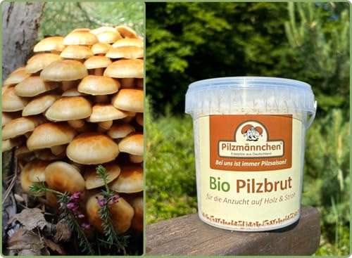 Bio Nameko Substratbrut - Pilze selber züchten