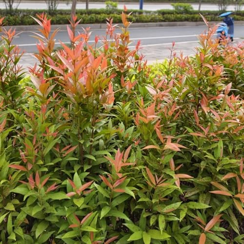semi di fotinia rossa - rara rampicante decorative serre balcone giardino Aiuole rialzate per il giardino 200pcs