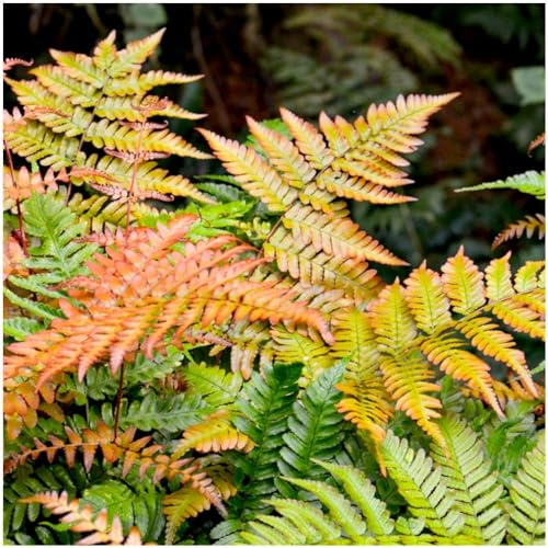 GrowOn Shrubs [x2] Dryopteris Copper Shield Fern 'Erythrosora' | Multi-Pack | Evergreen Plants | Outdoor Garden Ready Plants