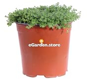 Timo Serpillo Minore Thymus Serpyllum Minor - Pianta da Esterno Tappezzante Aromatica Ornamentale Venduta da eGarden.store