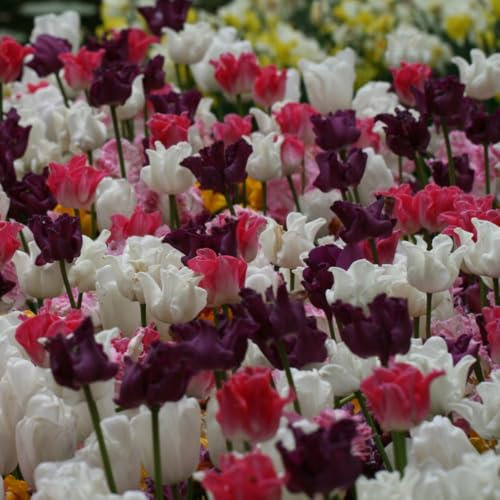 Tulip 'Crown Mix' – Exquisite Mix of Frilled, Parrot & Crown Tulips for Vibrant Spring Colour – 12X or 24X Bulbs by Thompson and Morgan